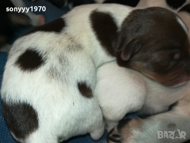 ДЖАК РЪСЕЛ-БЕБЕТА ПО 250ЛВ 1508251800, снимка 11 - Джак ръсел териер - 51378172