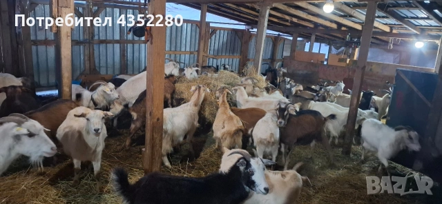 Кози 110 €, снимка 2 - Кози - 52164623