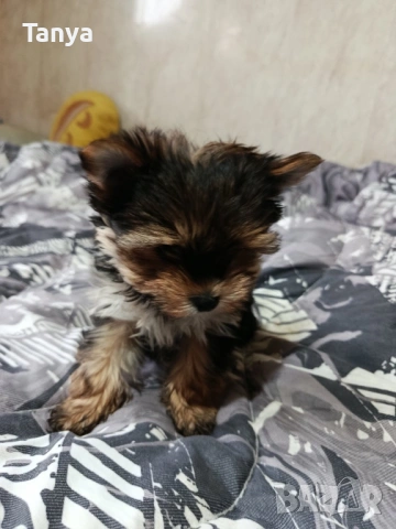 Йоркширски териер, снимка 2 - Йоркширски териер - 53401893