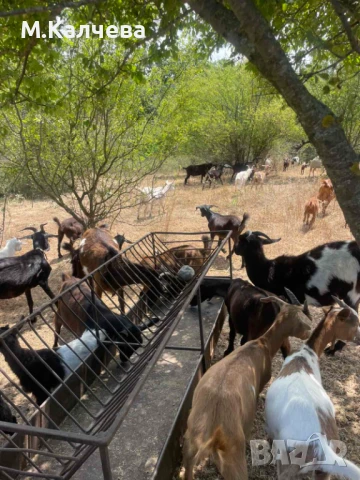 Продавам стадо кози, снимка 1