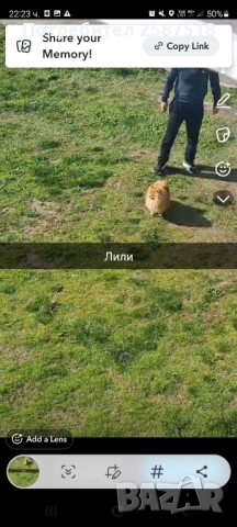 Женски померан на 4 години 