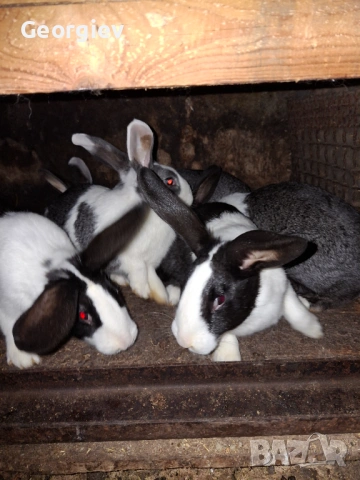 Заек или заешко месо 