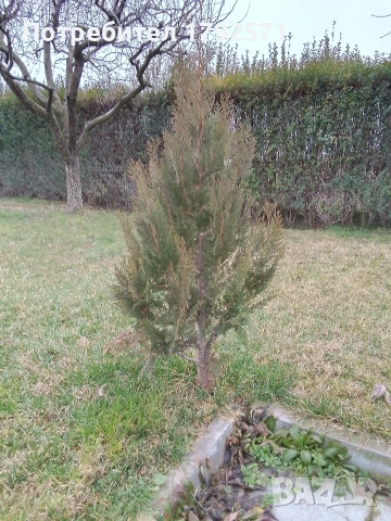 туя, снимка 3 - Разсади - 53290658