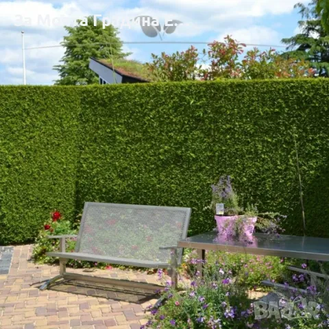 Западна Туя Брабант с Високо качество , снимка 2 - Градински цветя и растения - 49492242