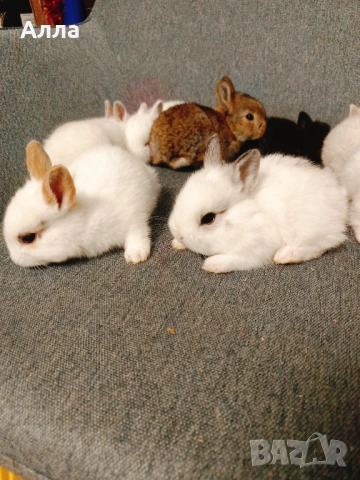 Голландско джуджета , снимка 7 - Декоративни зайчета - 53435254