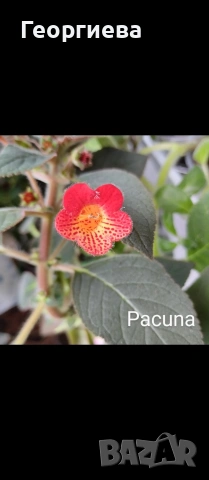 ризоми колерия и ахименес, снимка 6 - Стайни растения - 53291033