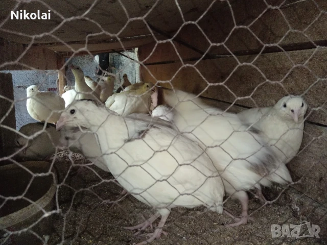 Пъдпъдъци японски и манджурски 