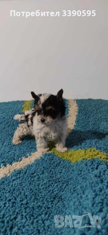 Йоркширски Териер Бивър и Биро , снимка 4 - Йоркширски териер - 44192076