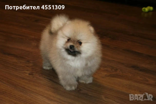 Померан мини 