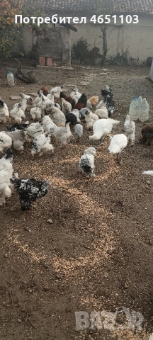 Продавам Брами, снимка 5 - други­ - 52420139