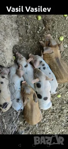 Прасета на 60 дена