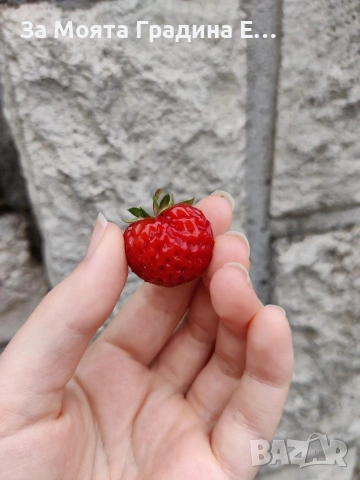 Ягода Малина в един плод!? , снимка 3 - Градински цветя и растения - 53623603