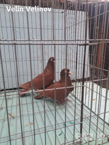 червени и черни донеци . 