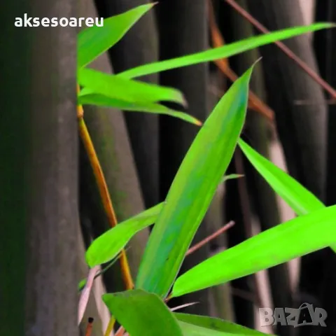 100 бр. ЧЕРНИ бамбукови семена - Phyllostachys nigra - Издръжлив рядък вид вечнозелен черен бамбук, снимка 13 - Сортови семена и луковици - 48993267