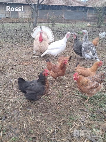 Пуяк за разплод