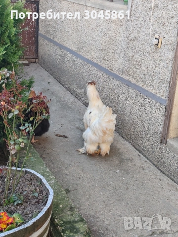 струмско петле, снимка 2 - Кокошки и пуйки - 53847837