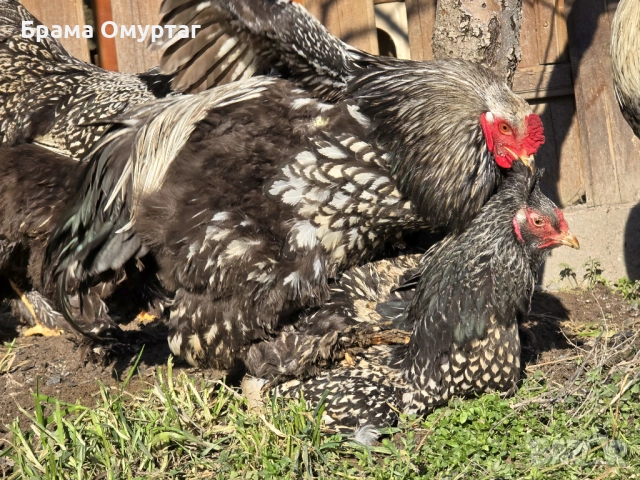 Продавам разплодни яйца от Сребърно кантирана барма (Silver Laced), снимка 8 - Кокошки и пуйки - 53811785