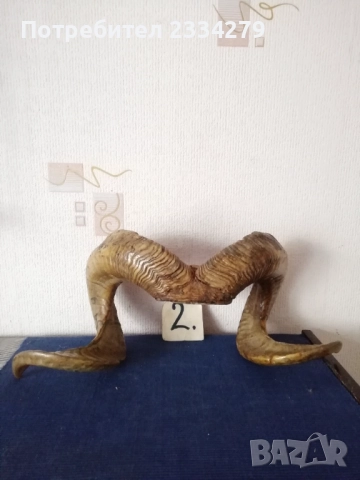 Стари трофейни рога и сувенири изработени от рога, снимка 7 - Антикварни и старинни предмети - 52574037