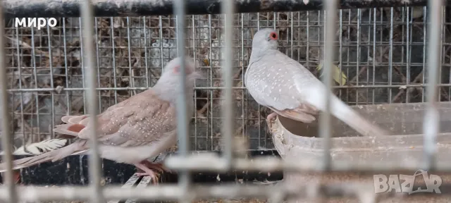 Диамантени гугутки!, снимка 1