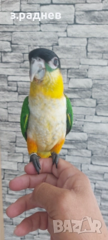 РъчнохраненЧернотеменна кайка, снимка 3 - Папагали - 52130673