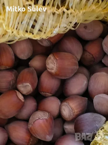 продавам лешник 4 евро кг