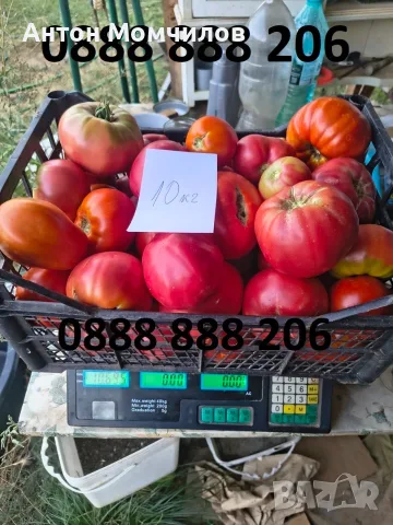 Продавам вкусни домати, снимка 8 - Домашни продукти - 55884872