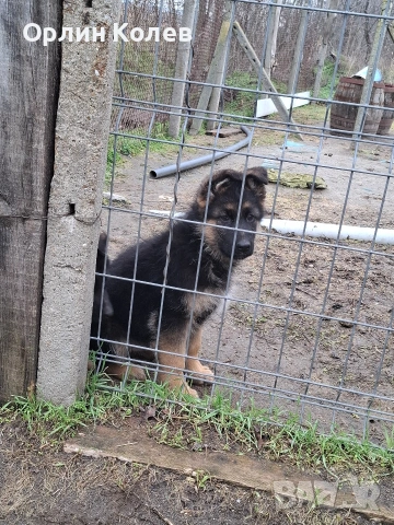 развъдник за немски овчарки , снимка 6 - Немска овчарка - 53292721