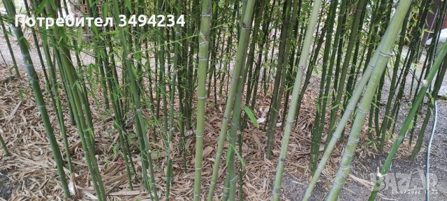 Изсъхнал бамбук на пръчка, снимка 3 - Градински цветя и растения - 44449651