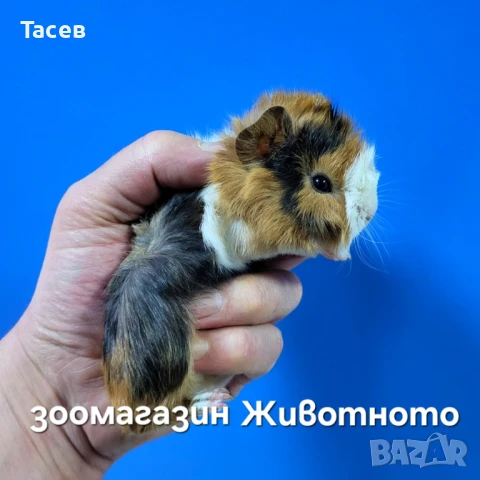 Морски свинчета