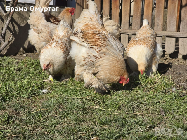 Продавам разплодни яйца от Бяло златна Брама [White gold Brahma], снимка 4 - Кокошки и пуйки - 53811702