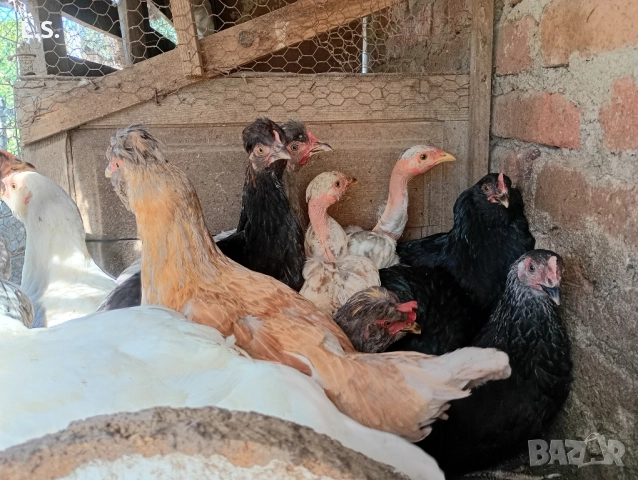 Продам пилета ,ярки млади петлета , снимка 17 - Кокошки и пуйки - 51726042