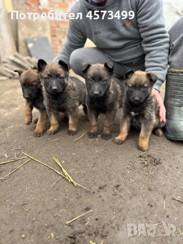 Белгийски овчарки Малиноа, снимка 6 - Белгийска овчарка - 53582487