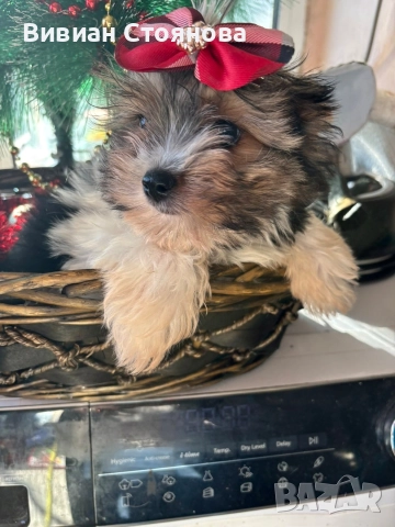 Мъжки мини йорки бивер, снимка 4 - Йоркширски териер - 52937767