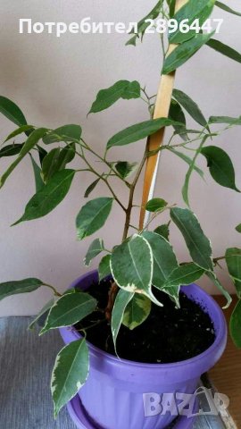 Шарен бенджамин и бенджамин фикус-много свежи и красиви, снимка 6 - Стайни растения - 41248952