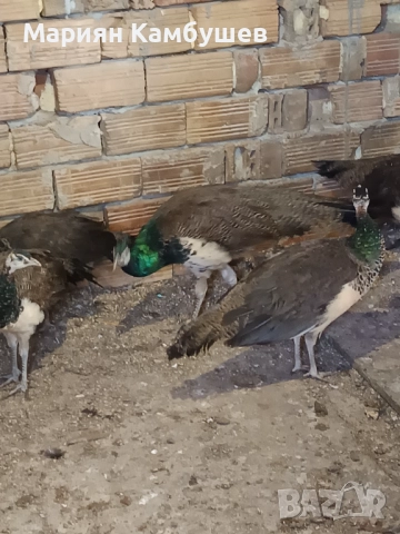 Пауни, снимка 3 - други­ - 51948935