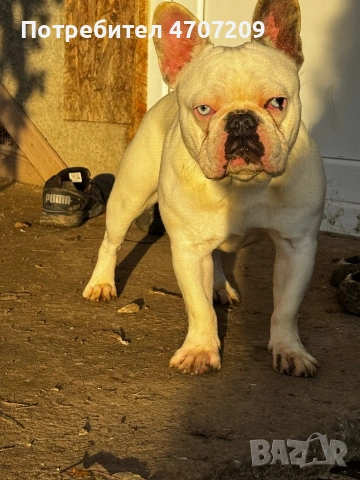 Мъжки френски булдог за разплод , снимка 2 - Френски булдог - 53076854