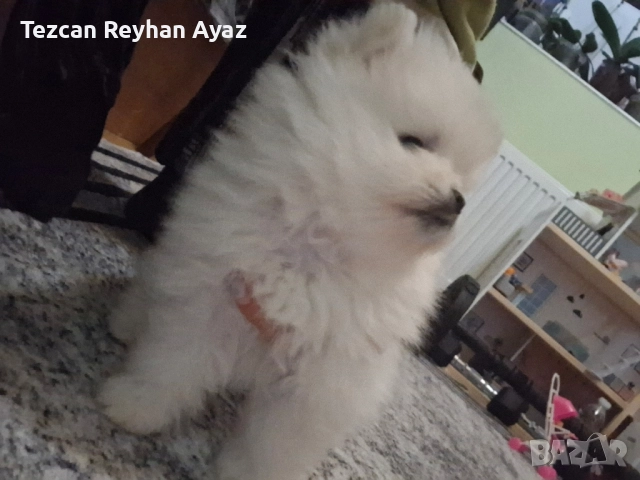 мини померан, снимка 5 - Померан - 51899268