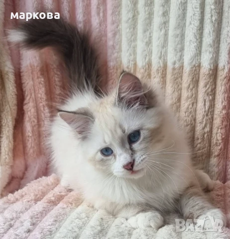 Сибирска-Невска маскарадна, снимка 4 - Сибирски - 41361142