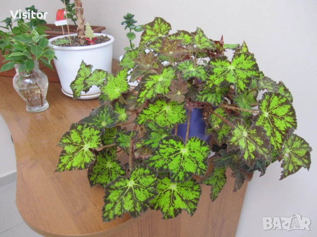 Canon Digital IXUS 110 IS  12,1МРх, снимка 14 - Фотоапарати - 53060476