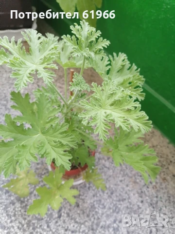 Красиво Холандско и българско индришета! , снимка 6 - Градински цветя и растения - 46921059