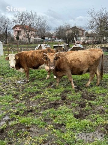 Продавам 3 Крави, снимка 2 - Крави - 53282634