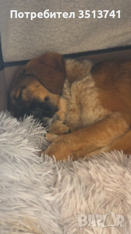 Момиче от Петрич търси своя дом, снимка 4 - Други - 53305461