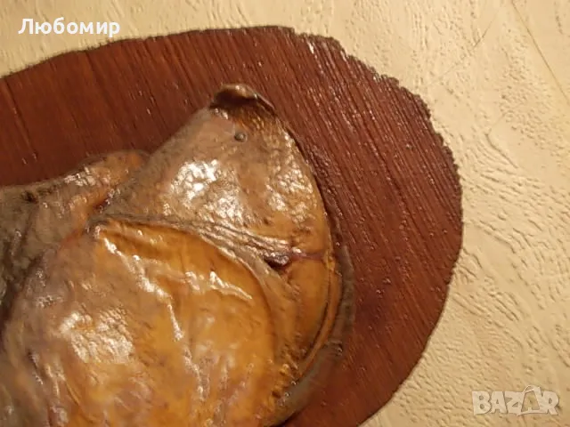 Стар риболовен трофей, снимка 6 - Антикварни и старинни предмети - 49878442