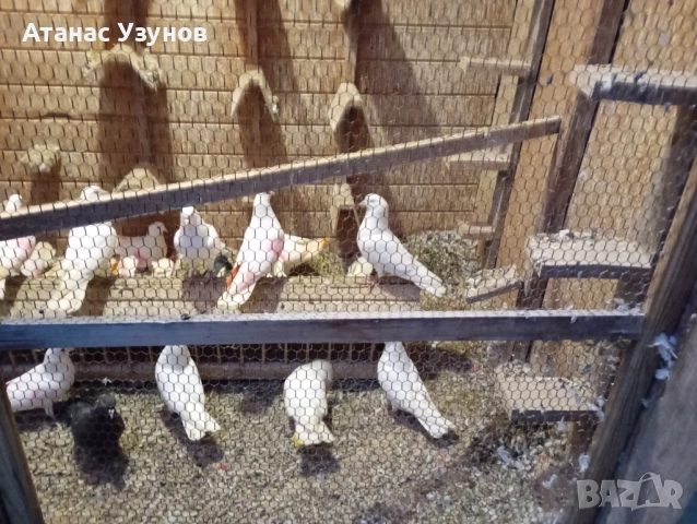 Пазарджишки бяли, снимка 13 - Гълъби - 52907065