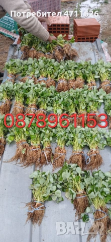 Разсад ягоди целогодишни , снимка 15 - Разсади - 53613985