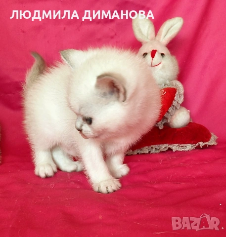 Шотландски мъжко женско , снимка 5 - Британска късокосместа - 53744127