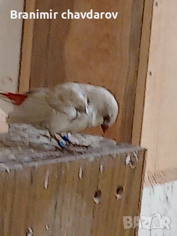 продавам амадини гулдови папагалови диямантени , снимка 9 - Амадини - 52564502