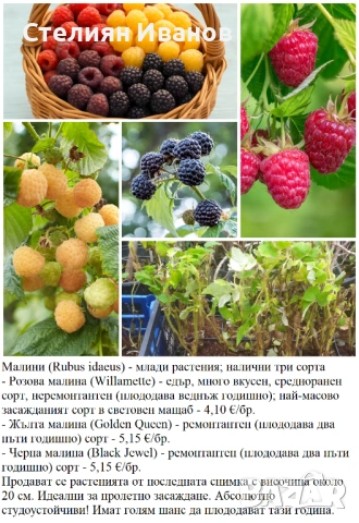 ПЛОДНИ ХРАСТИ В КОНТЕЙНЕРИ, снимка 14 - Градински цветя и растения - 53447504