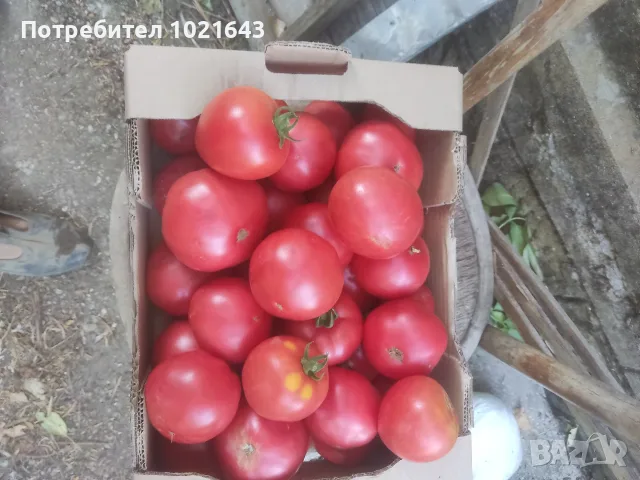 Градински домати, снимка 2 - Други - 55795772