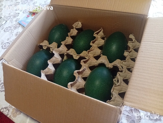 Разплодни яйца от ему, снимка 2 - други­ - 53160080